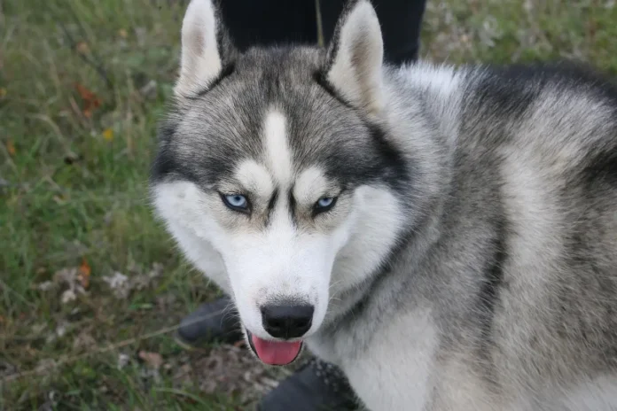 Max, el husky siberiano que sorprende a migrantes latinos exterior al vocalizar palabras en español e inglés