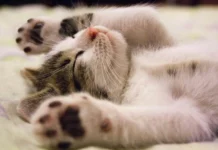 Por qué a los gatos les gustan las palmadas en la base de la cola Gato arqueando la espalda mientras recibe una palmada suave en la base de la cola.