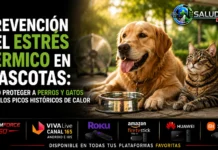 Golpe de Calor en Mascotas por Altas Temperaturas: Guía | Salud 360 Perro recibiendo agua fresca a la sombra para mitigar el estrés térmico y prevenir un golpe de calor en mascotas por altas temperaturas.